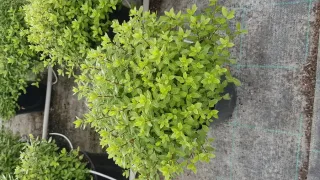 Pittospore 'Midget' (Pittosporum tenuifolium) — touffe dense de petits feuillages vert clair · Pot 3L Touffe