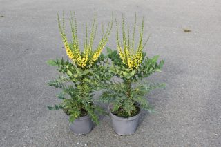Pot 5L