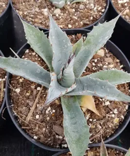 Agave parrasana — jeune plante succulente en rosette dans un pot · Pot 2.5L