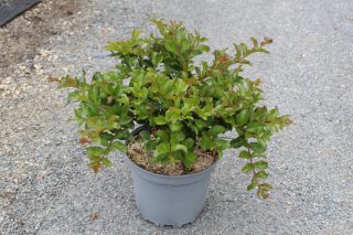 Pot 7.5L  Touffe