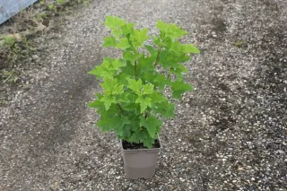 Groseillier à grappes 'London market rouge' (Ribes rubrum) — jeune arbuste feuillu vert en pot plastique · Pot 2L