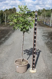 Pot 15L Formé en demi-tige (tige 130 cm) – Hauteur 175/200 cm (hors pot)
