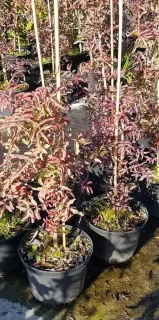 Pistachier de l'atlas (Pistacia atlantica) — jeunes arbustes aux feuilles étroites rouge violacé · Pot 3L