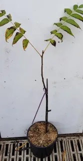 Noyer du texas (Juglans microcarpa) — jeune arbre en pot tuteuré sur fond clair · Pot 3L Baliveau