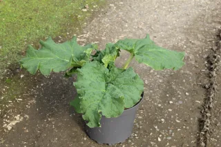Pot 7.5L hauteur moyenne 20/40 cm (hors pot)