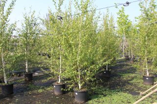 Pot 30L formé en tige de 200 cm, avec une force de 6 à 8 cm, pour une hauteur totale de 200 à 300 cm (hors pot)