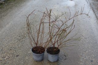 Pot 3L hauteur moyenne 40/60 cm (hors pot)