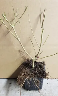 Arbre au poivre 'Rosea' (Vitex agnus) — jeune plant racines nues dans pot plastique · Godet