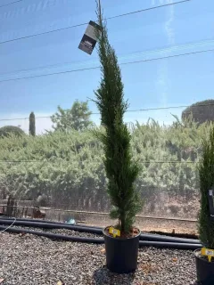 Cyprès méditerranéen 'totem' (Cupressus sempervirens) — arbre élancé en pot sur gravier · Pot 10L