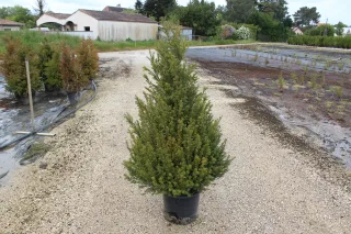 Pot 15L hauteur moyenne 125/150 cm (hors pot)