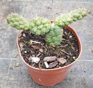 Oponce fragile (Opuntia fragilis) — petit cactus segmenté épineux en pot plastique · Godet