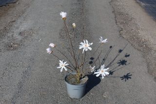 Pot 5L hauteur moyenne 40/60 cm (hors pot)