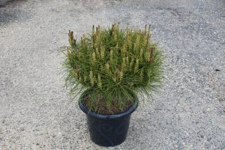 Pot 7.5L