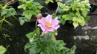 Anémone du japon rose 'Konigin charlotte' (Anemone) — fleur rose épanouie avec boutons et feuillage vert · Pot 3L