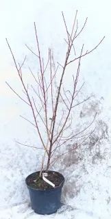 Pêcher franc 'Missour' (Prunus persica) — jeune arbuste aux tiges fines sans feuilles · Pot 8L Touffe