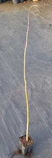 Noyer du caucase (Pterocarya fraxinifolia) — jeune plant ligneux élancé en pot plastique · Godet
