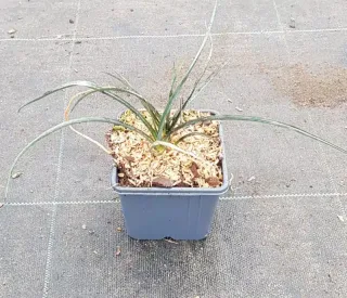 Yucca arbre à savon (Yucca elata) — jeune plant aux longues feuilles fines en pot · Godet