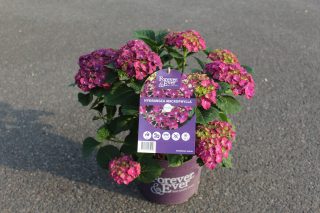 Pot 5L