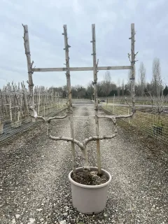Pot 20L Formé en palmette double U