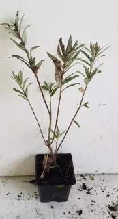 Argousier 'Friesdorfer orange ⚥' (Hippophae rhamnoides) — jeune plant ramifié aux feuilles étroites en pot · Godet