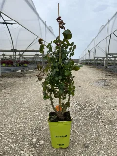 Rosier 'Pierre de ronsard' (Rosa hybrida) — jeune plant arbustif en pot vert fluorescent · Pot 3L