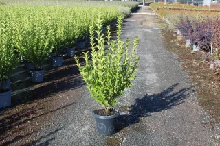 Troène de californie (Ligustrum ovalifolium) — jeune arbuste vert en pot sur allée gravillonnée · Pot 7.5L