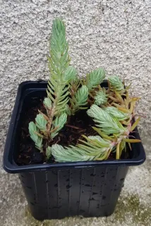 Sedum 'Blue spruce' (Sedum reflexum) — tiges dressées et retombantes dans un pot noir · Godet