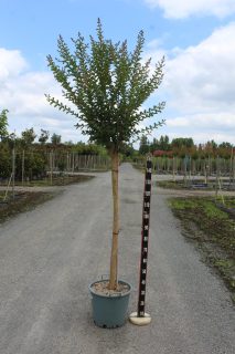 Pot 15L 1/2T.10/12