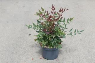 Bambou sacré 'Obsession seika' (Nandina domestica) — jeune arbuste au feuillage vert et rouge · Pot 3L