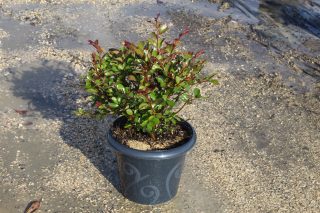 Pot 7.5L