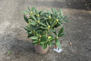 Pot 5L hauteur moyenne 30/40 cm (hors pot)