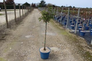 Pot 10L formé sur une mini tige de 80 cm hauteur totale de 100/125 cm (hors pot)