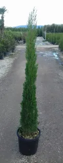 Cyprès d'italie 'Pyramidalis' (Cupressus sempervirens) — conifère étroit en pot sur allée gravillonnée · Pot 15L
