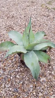 Agave à feuilles ovales 'Vanzie' (Agave ovatifolia) — succulente en rosette dans un petit pot noir · Pot 2.5L