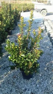 Arbousier. arbre aux fraises (Arbutus unedo) — jeune arbuste dense en pot sur gravier · Pot 15L