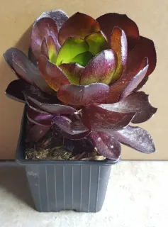 Succulente 'Surreal vortex' (Semponium) — succulente aux feuilles épaisses bicolores en pot · Godet
