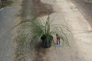 Pot 3L