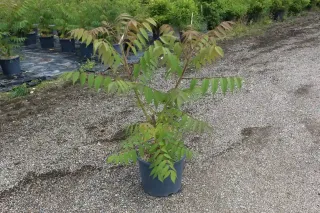 Sumac de virginie (Rhus typhina) — jeune arbuste en pot sur sol gravillonné · Pot 15L