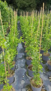 Arbre aux quarante écus 'Fastigiata blagon' (Ginkgo biloba) — rangées de jeunes arbres tuteurés en pots · Pot 8L Baliveau
