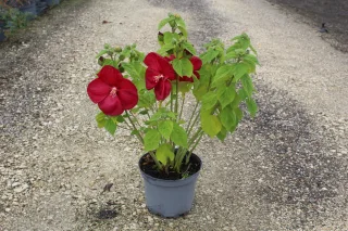 Pot 7.5L