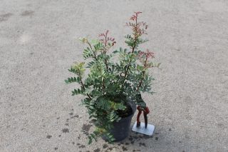 Pot 3L hauteur moyenne 40/60 cm (hors pot)