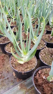 Aloe à tête penchée (Aloe hexapetala) — succulente dressée en pot de pépinière · Pot 2.5L