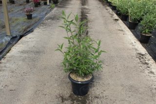 Pot 7.5L hauteur moyenne 60/80 cm (hors pot)