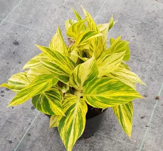 Gingembre coquille panaché 'Variegata' (Alpinia) — feuillage panaché vert et jaune en pot · Pot 2.5L