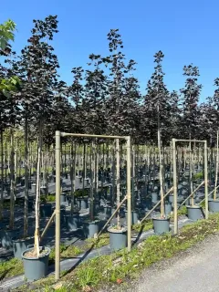 Érable plane 'Schwedleri nigrum' (Acer platanoides) — rangées d'arbres en pot tuteurés en pépinière · Pot 30L Tige 8/10