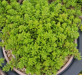 Orpin/sedum 'album coral carpet' (Sedum album) — touffe dense de petite plante succulente verte · Pot 2.5L Touffe