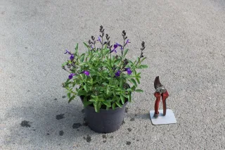 Sauge gregii 'Mirage bleu' (Salvia gregii) — plante fleurie en pot sur béton avec sécateur · Pot 3L