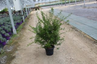 Pot 7.5L