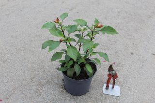 Pot 3L