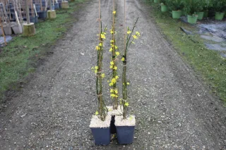 Jasmin d'hiver (Jasminum nudiflorum) — tiges fines avec petites fleurs jaunes en pot · Pot 3L